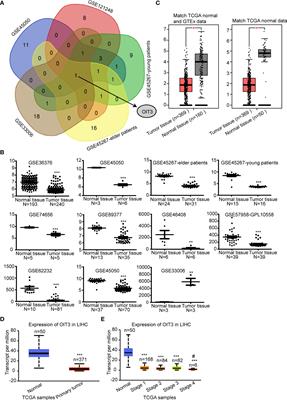 OIT3 serves as a novel biomarker of hepatocellular carcinoma by mediating ferroptosis via regulating the arachidonic acid metabolism